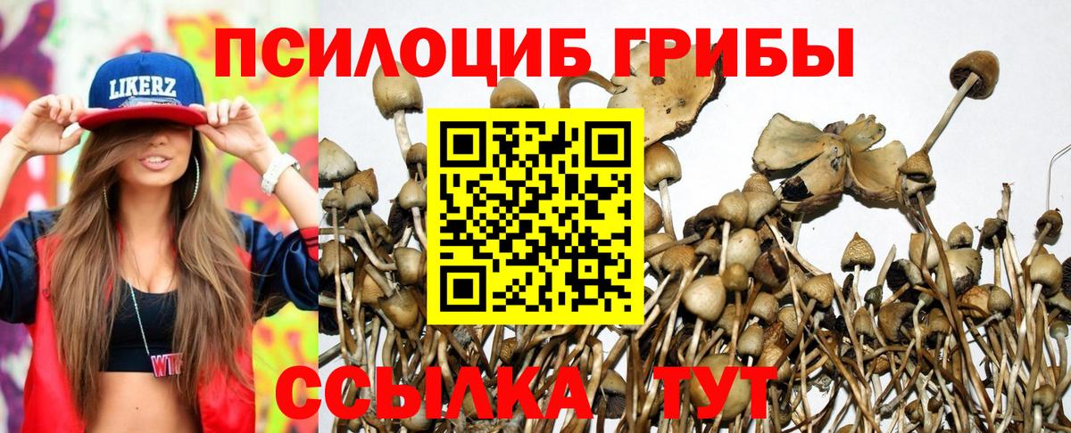 Псилоцибиновые грибы Psilocybine cubensis Кизилюрт